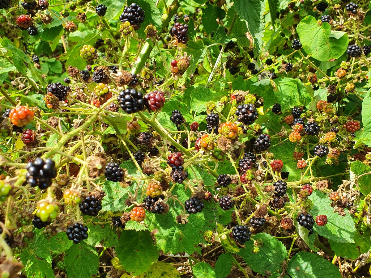A Late Summer Meal with Blackberries